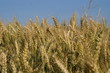 Grano