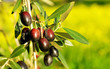 Olives hanging in branch .