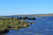 Elephants crossing Chobe River