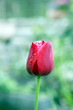 rote Tulpe mit Wassertropfen auf den Blütenblättern