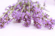 Lavender flowers