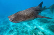 Whale shark Whale shark
