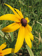 Hybrid rudbeckia (Rudbeckia x hybrida)