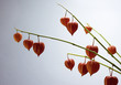 Foto: Autumnal lantern plant Autumnal lantern plant