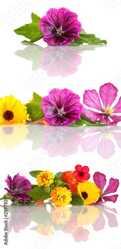 Foto: Blüten mit Spiegelung Set Blüten mit Spiegelung Set
