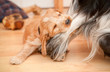 playful spaniel puppy chew the leg of a larger dog playful spaniel puppy chew the leg of a larger dog