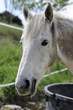 Cheval en ardeche