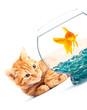 Goldfish and cat