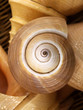 swirl of shell