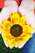 woman hands with flowers outdoor