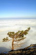 Isolated pine tree above the clouds on the top of mountain