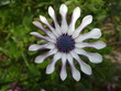 flora am jakobsweg flora am jakobsweg