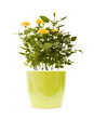 yellow mini rose bush in light green pot; isolated on white yellow mini rose bush in light green pot; isolated on white