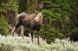 Photo: Moose Cow Moose Cow