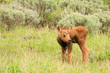 Photo: Moose Calf in Field of Sagebrush Moose Calf in Field of Sagebrush