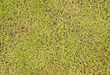 grass field