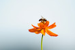 bee and flower bee and flower