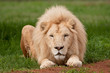 Lion Lion