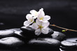 Zen stone and spring cherry with water drops
