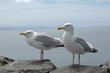 Mouettes irlandaises