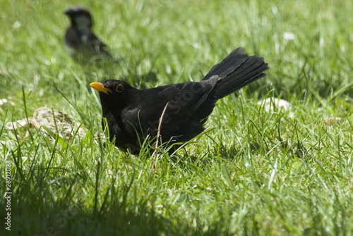 Photo: Blackbird Blackbird
