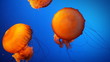 Orange Jellyfish Orange Jellyfish