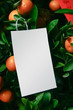 Blank card hanging on kumquat branch Blank card hanging on kumquat branch