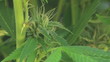 marijuana