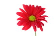 Single red chrysanthemum daisy