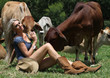 Beautiful lady with the cows