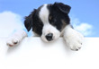 Australian Shepherd (Aussie) Puppy Above a Blank Sign