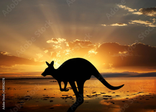 Photo: kangaroo on the sunset kangaroo on the sunset