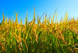 Paddy field with clear blue sky Paddy field with clear blue sky