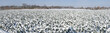 Wintergemüse