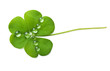 shamrock
