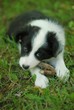 Young sheepdog