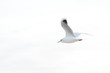 Goeland Zen