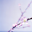 Spring greetings with peach blossoms
