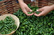 vendeuse de piments verts à St Jacques de Compostelle