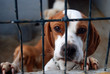 ESPERANDO LA ADOPCIÓN