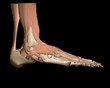 3d human foot anatomy