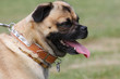 Mopsmischling mit Bernsteinkette