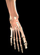 3d human foot anatomy