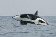 Killer whale male jumping