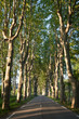 Lovely, empty country road lined with sycamore trees in Provence