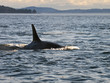 Orca Whale Dorsal Fin
