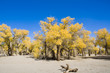 Inner Mongolia, China EJINAQI of Populus euphratica Inner Mongolia, China EJINAQI of Populus euphratica