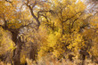 Inner Mongolia, China EJINAQI of Populus euphratica Inner Mongolia, China EJINAQI of Populus euphratica