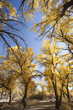 Inner Mongolia, China EJINAQI of Populus euphratica Inner Mongolia, China EJINAQI of Populus euphratica