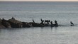 CORMORANES DESCANSANDO EN UNAS ROCAS